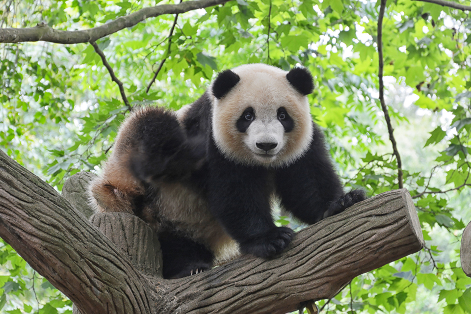 panda-small panda-small