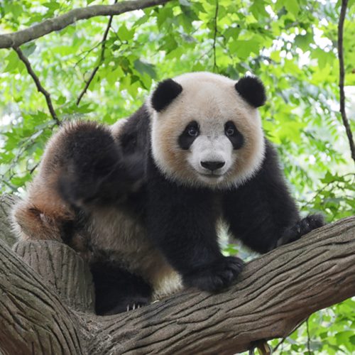 panda-small panda-small